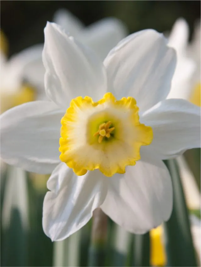 Narcise Every Day marime  12/14 [1]