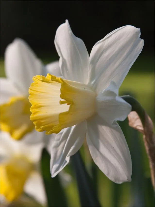 Trompeta - Narcise Every Day marime  12/14