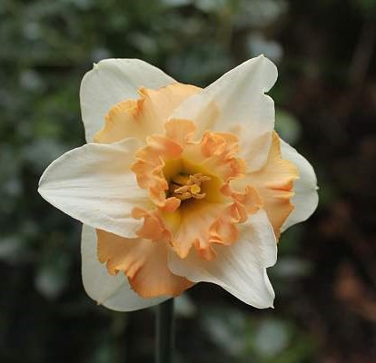 Split Corona - Narcise split-corona Frilly Feller 3 buc marime 14/16