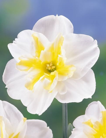 Split Corona - Narcise fluture Lemon Beauty 3 buc marime 12/14