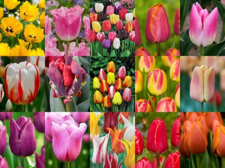 Pachete lalele - Nr 10 - pachet 70 lalele amestec soiuri marime 10/11 , 9.5/10