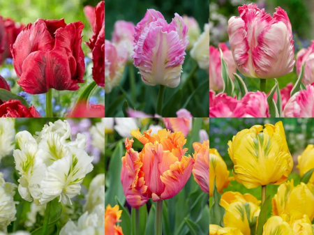 Bulbi de toamna - Pachet de bulbi de lalele tip papagal 10  bucati bulbi mari