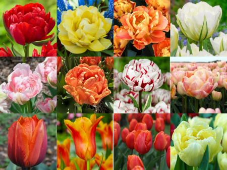 Pachete lalele - Pachet nr 14 - lalele parfumate 12 buc marime 11/12, 12