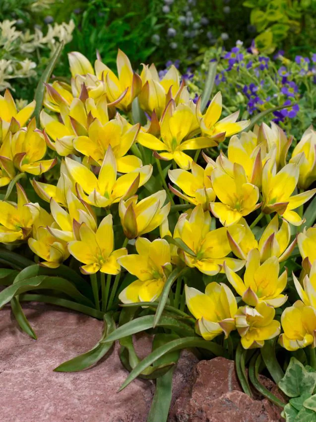 Mix lalele botanice Clusiana Chrysantha , Little Beauty, Saxtalis [8]