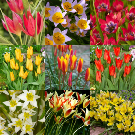 Pachete lalele - Mix lalele botanice Clusiana Chrysantha , Little Beauty, Saxtalis