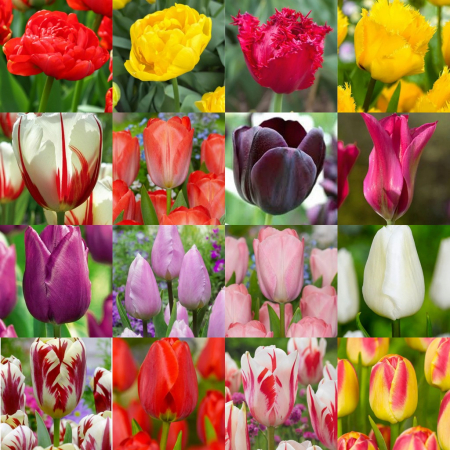 Pachete lalele - Nr 20 - pachet de 50 bulbi mari marime 12 diverse soiuri