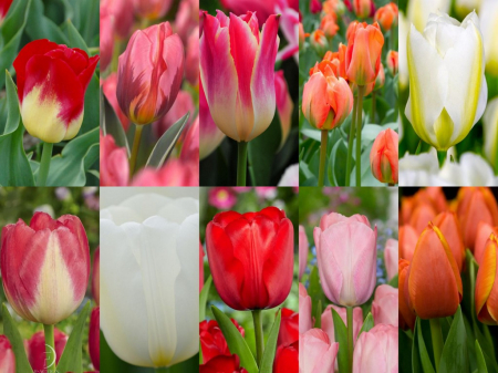 Pachete lalele - Nr 20 - pachet de 50 bulbi mari marime 12 diverse soiuri