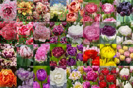 duble timpurii ( batute, tip bujor ) - Pachet lux xxl compus din 33 soiuri de lalele bulbi mari 12, 11/12