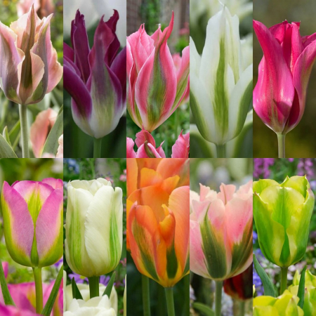 Pachete lalele - Pachet bulbi lalele viridiflora  10 buc marime 12