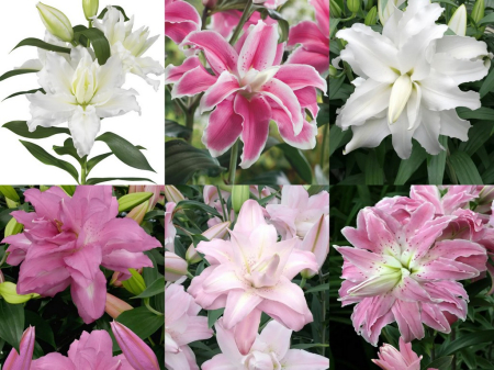 Pachet de 24 crini toate tipurile, marime 16/18  [4]