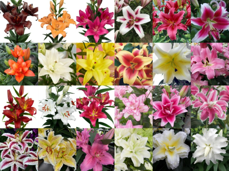 Crini Dubli Orientali - Pachet de 24 crini toate tipurile, marime 16/18 