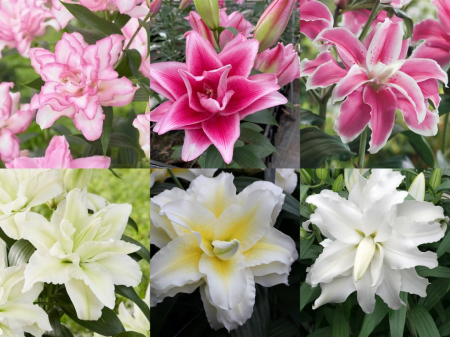 Pachet de 24 crini toate tipurile, marime 16/18  [4]