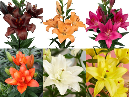 Pachet de 24 crini toate tipurile, marime 16/18  [1]