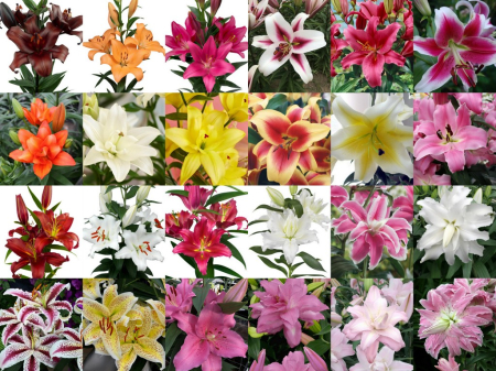 Crini Dubli Orientali - Pachet de 24 crini toate tipurile, marime 16/18 