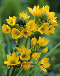 Ornithogalum - Ornithogalum dubium , Steaua din Betleem de ghiveci galbena 3 buc