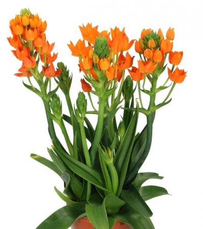 Ornithogalum - Ornithogalum Dubium , Steaua din Betleem de ghiveci portocalie , 3 buc