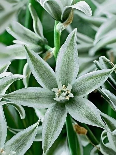 Ornithogalum - Ornithogalum Nutans 5 buc
