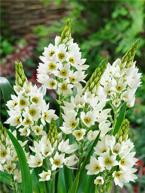 Ornithogalum thyrsoides Milky Way 1 buc marime 4/5 [2]
