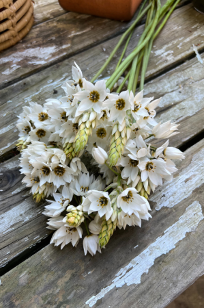 Ornithogalum - Ornithogalum thyrsoides Milky Way 1 buc marime 4/5