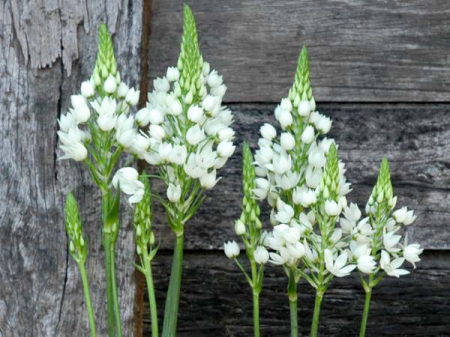Ornithogalum thyrsoides Milky Way 1 buc marime 4/5 [1]