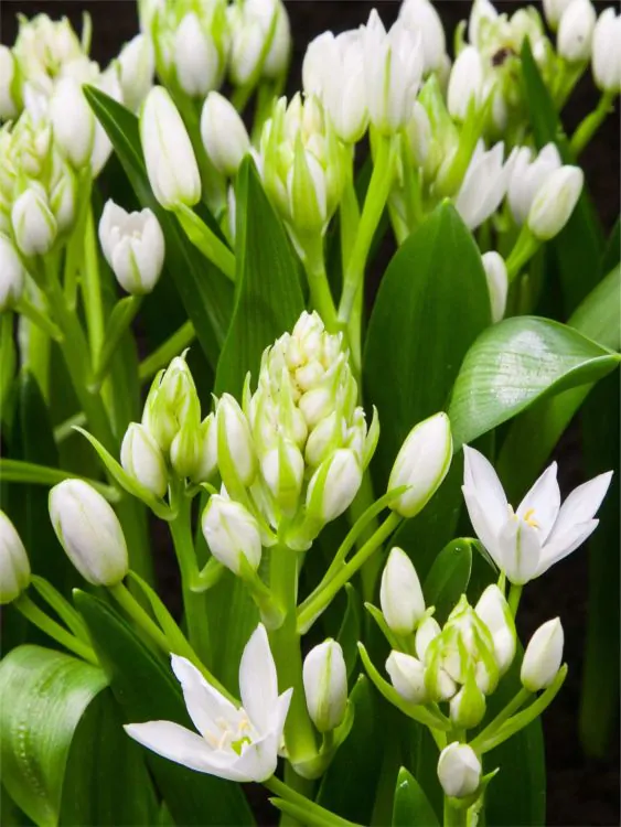 Ornithogalum - Ornithogalum White Trophy 5 buc