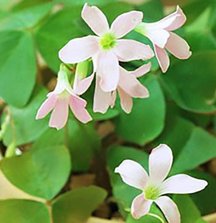 Bulbi de primavara - Oxalis Birgit pachet 5 bucati