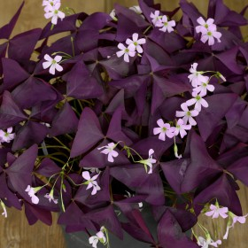 Oxalis - Oxalis Burgundy Wine 5 bucati