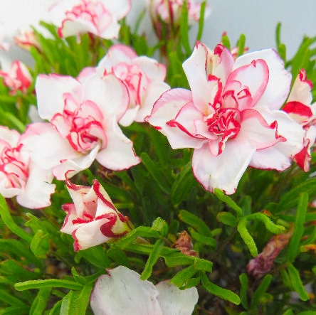 oxalis - Oxalis Double Pink Wonder 3 buc marime I