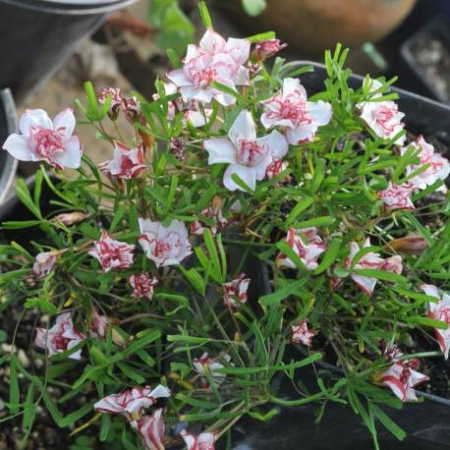 Oxalis Double Pink Wonder 3 buc marime I [1]