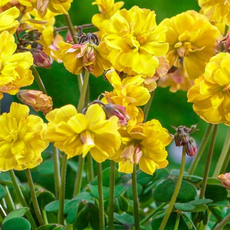 oxalis - Oxalis Double Trouble 3 buc marime I