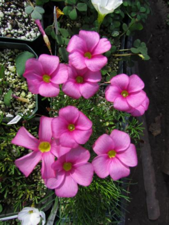oxalis - Oxalis Glabra 3 buc marime I