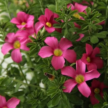 oxalis - Oxalis Gothenburg 3 buc marime I