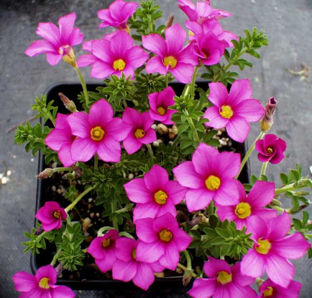 oxalis - Oxalis Hirta 3 buc marime I