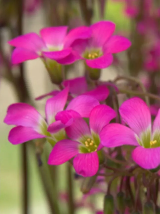 Oxalis Iasiandra, oxalis palmier, pachet 3 buc [2]
