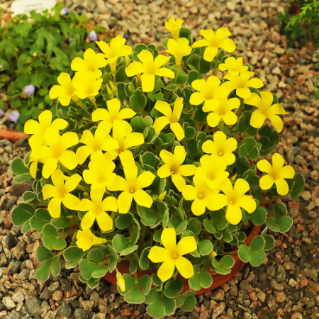 oxalis - Oxalis Ken Aslet 3 buc marime I