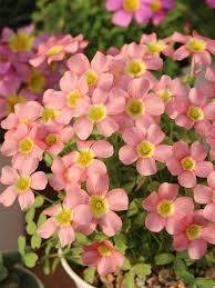 oxalis - Oxalis Obtusa 3 buc marime I