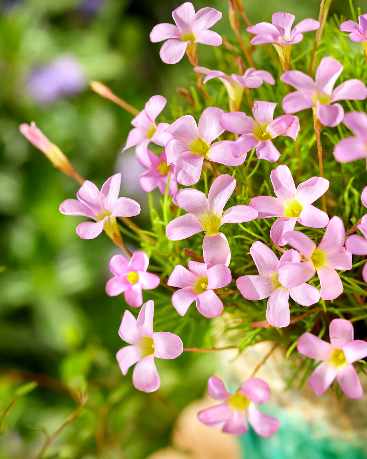 oxalis - Oxalis Pink Spider 3 buc marime I