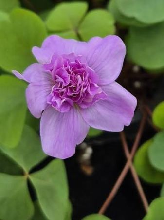oxalis - Oxalis nidulans Pom Pom 3 buc marime I
