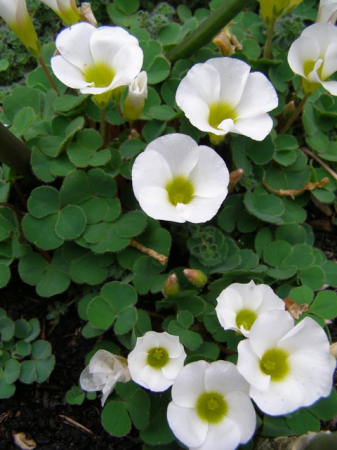 oxalis - Oxalis purpurea White 3 buc marime I