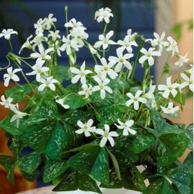 Bulbi de primavara - Oxalis Irish Mist 5 bucati