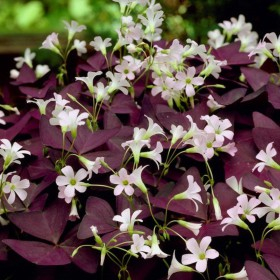 Bulbi de primavara - Oxalis  triangularis Mijke 5 bucati