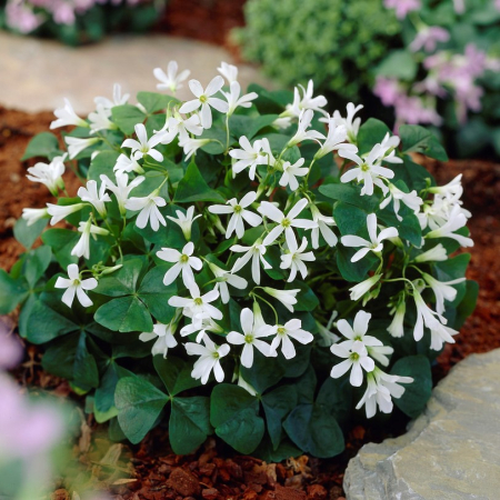 Oxalis - Oxalis triangularis papilionacea 5 buc