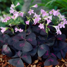 Bulbi de primavara - Oxalis triangularis Sunny 5 buc