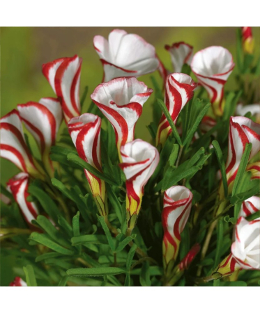 Oxalis Versicolor 3 buc marime 1 [1]