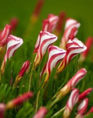 oxalis - Oxalis Versicolor 3 buc marime 1