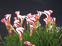 Diverse - Oxalis Versicolor 3 buc marime 1