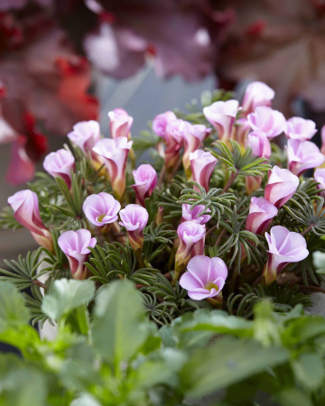 oxalis - Oxalis versicolor Autumn Pink 3 buc marime I