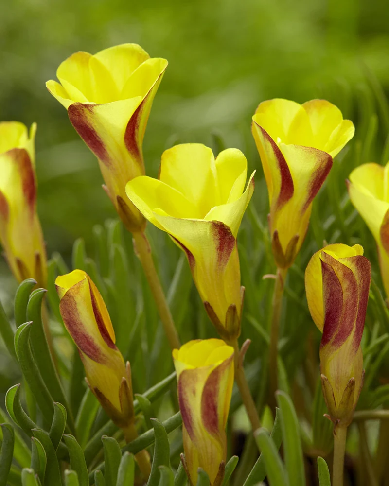 oxalis - Oxalis versicolor Golden Cape 3 buc marime I