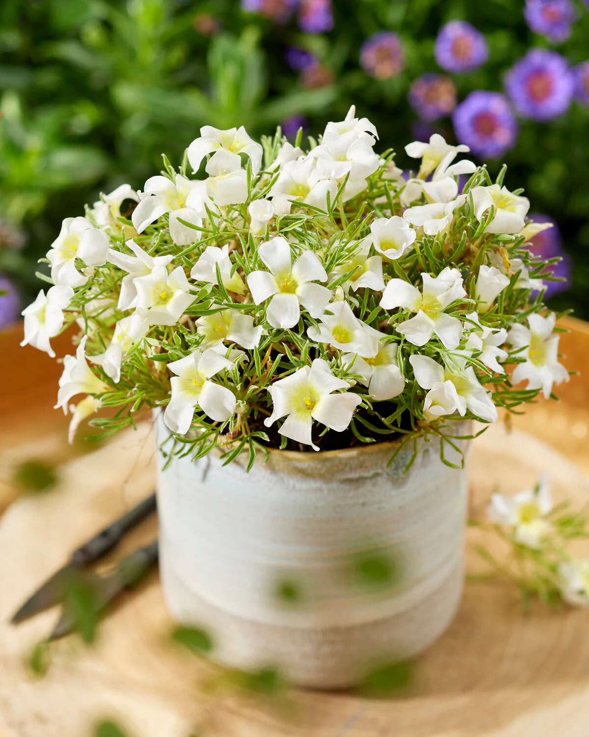 oxalis - Oxalis White Spider 3 buc marime I