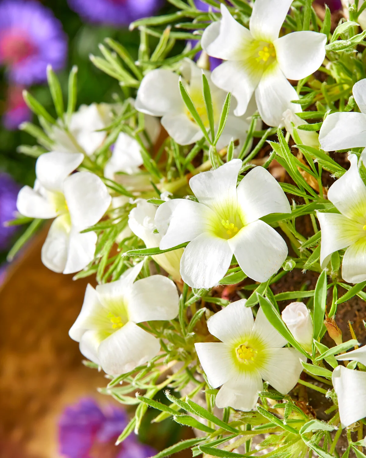 Oxalis White Spider 3 buc marime I [1]